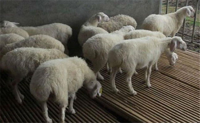 怎樣防治羊的絳蟲(chóng)病