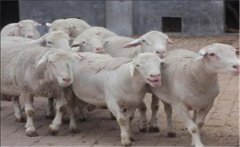 邊區(qū)萊斯特羊有何特點(diǎn)？