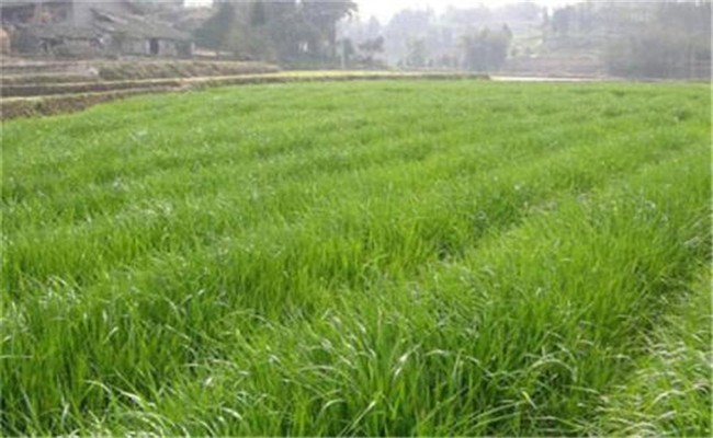 我國各地區(qū)的優(yōu)質牧草種類簡介