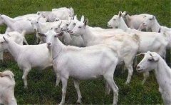 我國(guó)主要奶山羊品種有哪些？