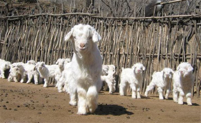 秋季小羊易腹瀉，及早預(yù)防有成效