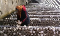 白靈菇如何栽培？白靈菇栽培管理方法簡(jiǎn)介