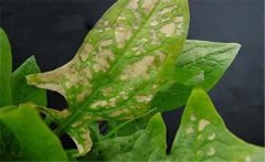 菠菜斑點病有哪些特征？菠菜斑點病的防治方法