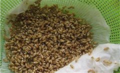 萵筍種子如何催芽，萵筍種子催芽方法有哪些？