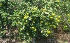 年桔該如何種植，年桔種植該注意哪些問題？