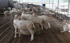 羊妊娠毒血癥如何預(yù)防、如何用藥？