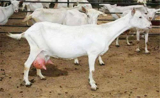 羊乳房炎如何預防