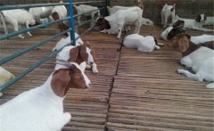 規(guī)模養(yǎng)羊場的配套設(shè)施有哪些？