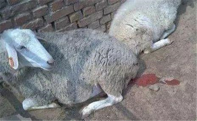 孕羊流產的一般表現