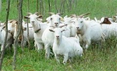 肉羊夏季常見病有哪些，如何防治？