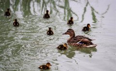 野鴨蛋怎么人工孵化，多少天出小鴨子？