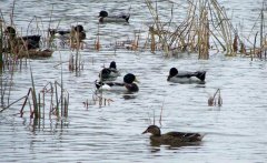 野鴨子會(huì)飛嗎？野鴨子的生活習(xí)性簡介