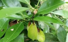 貢柑炭疽病的主要類型、危害癥狀與防治方法