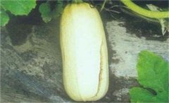 西葫蘆裂果的癥狀表現(xiàn)、主要原因及解決辦法