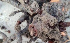 藍(lán)莓常見(jiàn)病蟲(chóng)害有哪些？藍(lán)莓病蟲(chóng)害圖片及防治