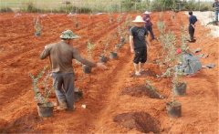 藍莓怎樣施肥，藍莓種植時間和方法