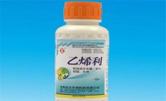 黃瓜為什么要噴乙烯利 噴施時間、濃度如何掌握