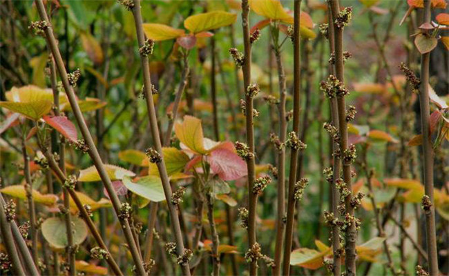 山麻桿的栽培管理、園林用途及其生態(tài)習(xí)性