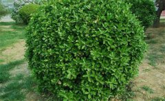 冬青屬于常綠喬木，冬青有哪些種類（品種）