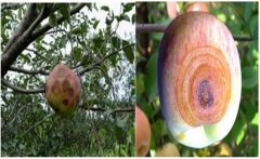 蘋果輪紋病的主要防治措施有哪些，如何預(yù)防？