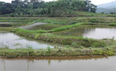 螺螄養(yǎng)殖畝產(chǎn)量多少斤？螺螄養(yǎng)殖注意事項(xiàng)