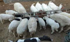 小蘇打喂羊的方法與用量，小蘇打喂羊的好處