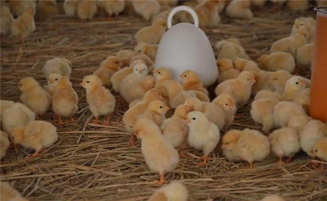 進(jìn)雛雞后什么時(shí)間開水、開食