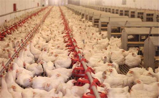 如何確保飼料的均衡性，有效控制肉雞的均勻度