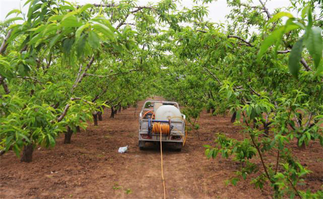 草銨膦對(duì)果樹有害嗎