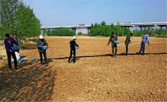 向日葵如何實現(xiàn)高產(chǎn)？向日葵高產(chǎn)栽培技術(shù)要點