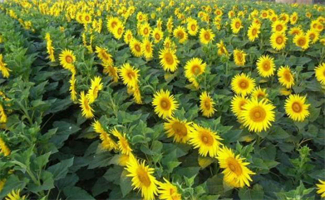 向日葵為什么要人工授粉