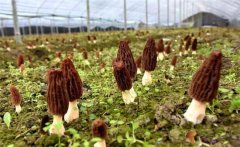 如何種植羊肚菌？羊肚菌的種植條件要求簡介