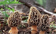 羊肚菌菌種如何栽培？羊肚菌菌種制作方法簡介