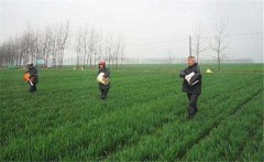 尿素怎么施不浪費(fèi)，施用尿素需要注意什么？