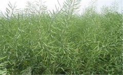 種植油菜施什么肥料能高產(chǎn)，油菜田怎么除草？