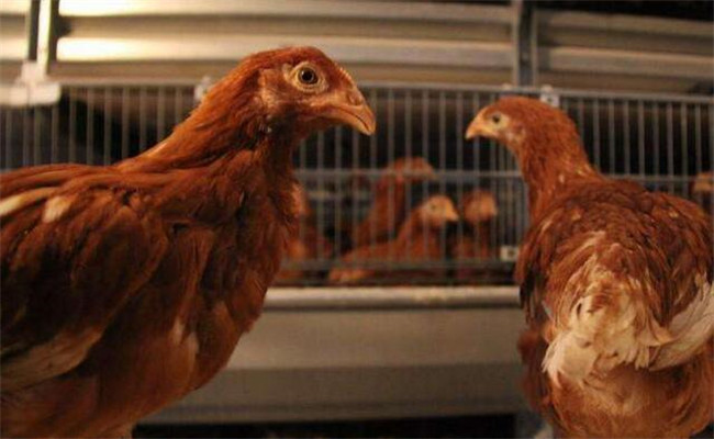 種雞育成期的飼養(yǎng)管理技術要點