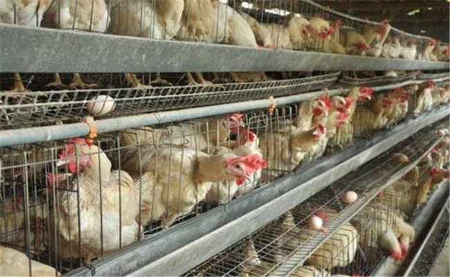 養(yǎng)雞省料、減少養(yǎng)殖雞成本有四招