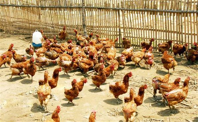 調(diào)整雞群、實(shí)施分群管理