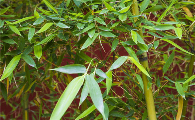 剛竹的變種、變型及品種