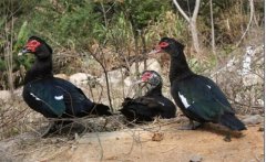 什么叫番鴨，有幾種？番鴨為什么很少有人養(yǎng)