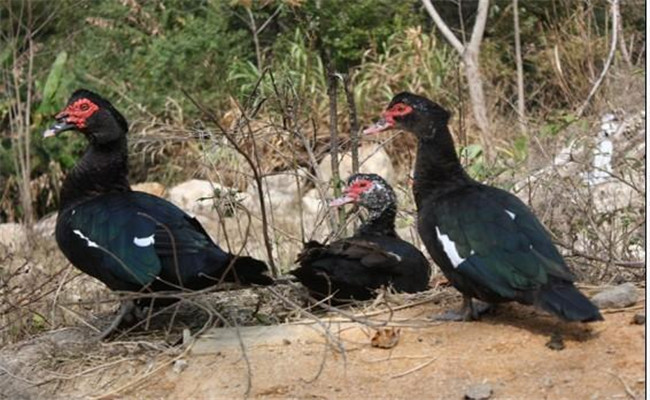 什么叫番鴨，有幾種