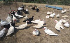 番鴨多大就能產蛋,番鴨和普通鴨子有什么區(qū)別