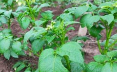 馬鈴薯青枯病的病原、癥狀、傳播方式防治方法