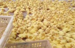 獅頭鵝怎么培育的?獅頭鵝鵝苗的養(yǎng)殖技術(shù)要點(diǎn)