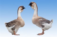 獅頭鵝最大有多重？飼喂獅頭鵝需注意事項