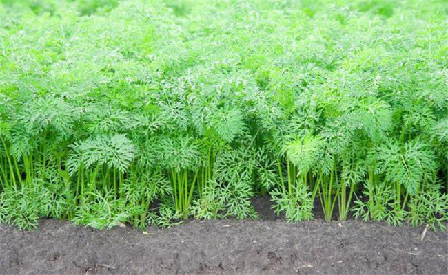 胡蘿卜的田間管理技術(shù)要點