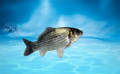 野生鯽魚(yú)吃什么？野生鯽魚(yú)和養(yǎng)殖鯽魚(yú)的區(qū)別