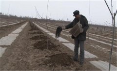 過(guò)磷酸鈣為什么要與有機(jī)肥混施，兩者如何混施