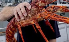 澳洲龍蝦怎樣養(yǎng)殖 蝦苗如何培育、成蝦如何養(yǎng)殖