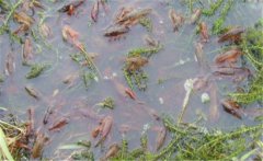 如何養(yǎng)小龍蝦？養(yǎng)殖小龍蝦需要什么條件與技術(shù)